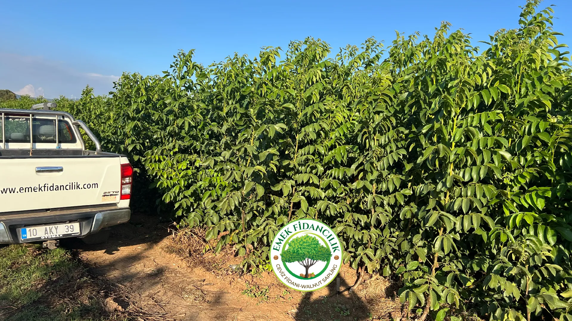 Ceviz Bahçesi Kurulumu: Adım Adım Rehber