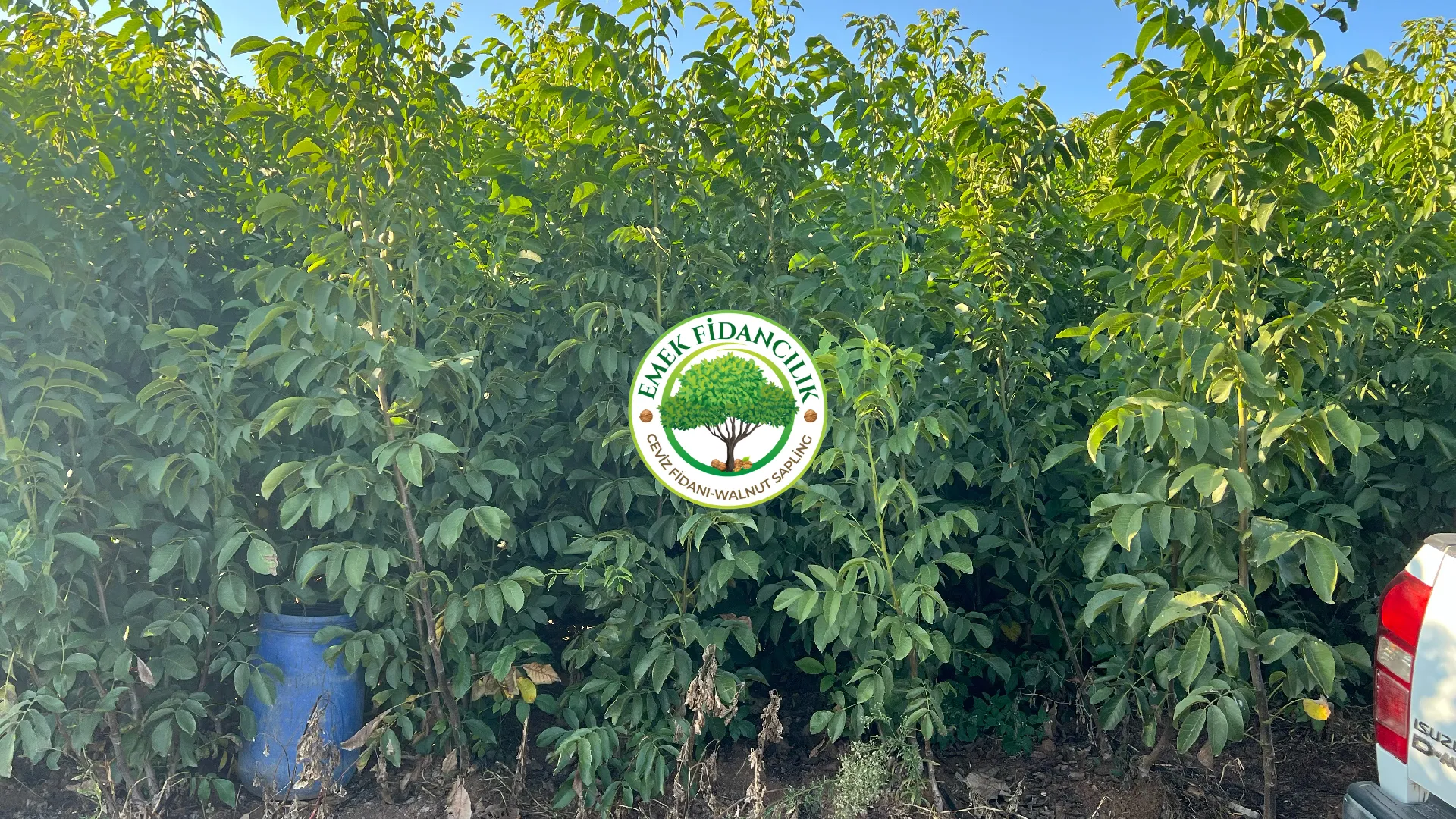 Ceviz Fidanı Dikimi ve İlk Yıl Bakımı