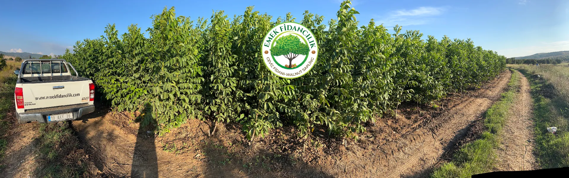 Badem Fidanı Aşılama Teknikleri