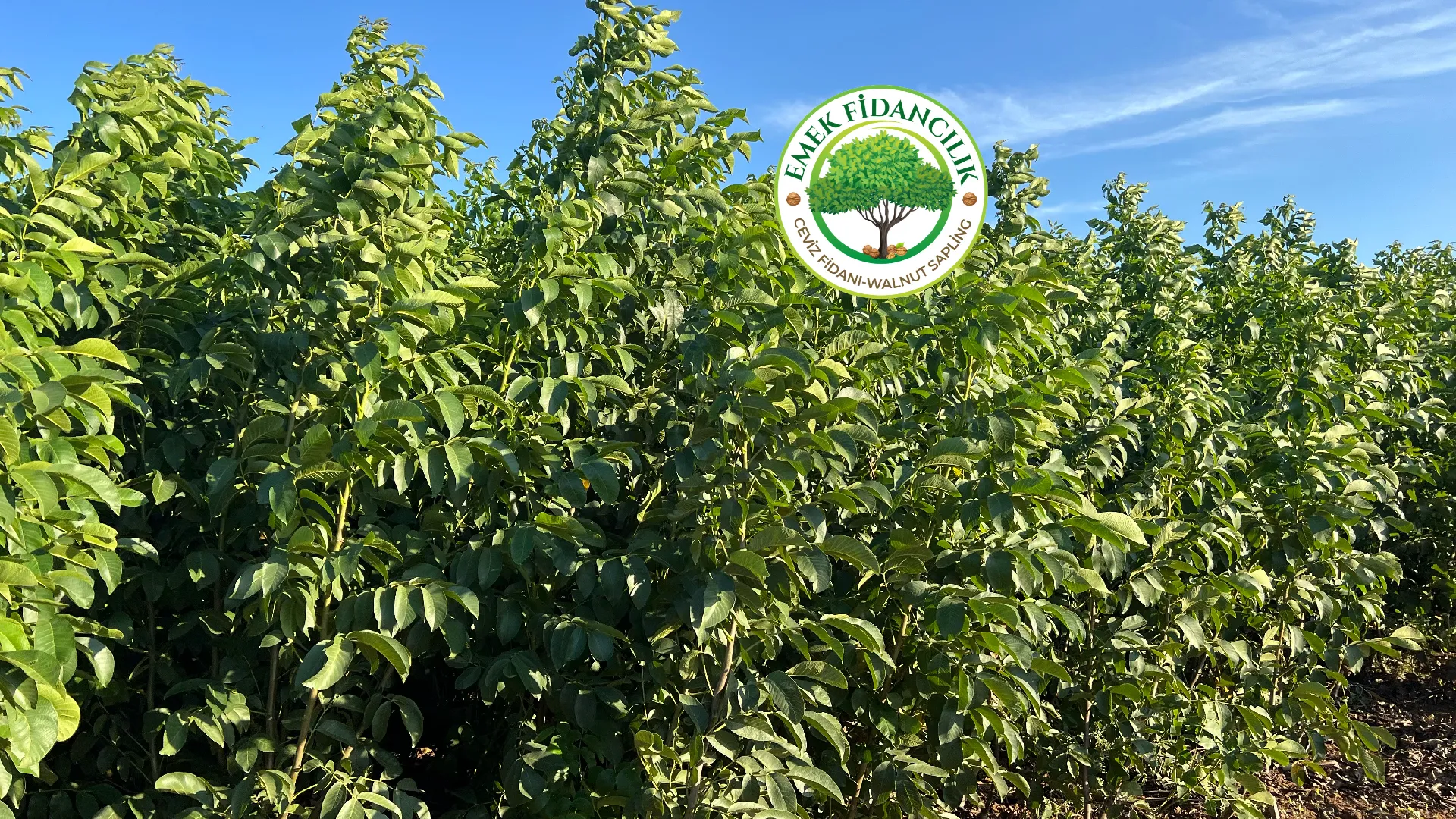 Sertifikalı Fidanın Önemi ve Avantajları