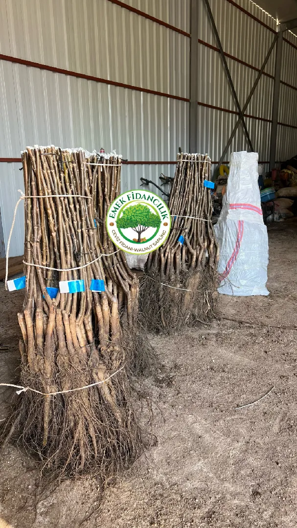 Hazırlık Aşaması