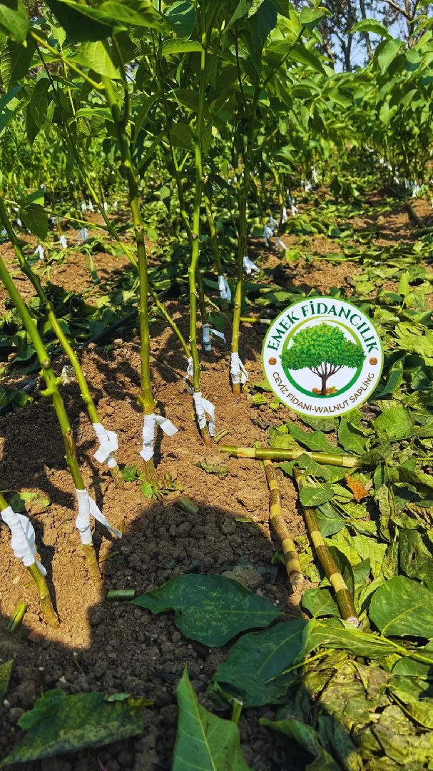 Badem Fidanı Üretimi