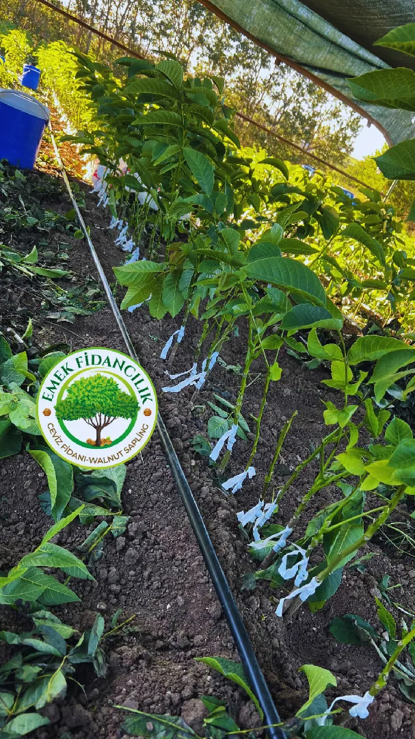 Sertifikalı Fidanlar