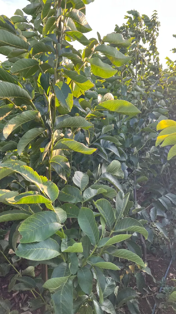 Ceviz Fidanı Üretimi