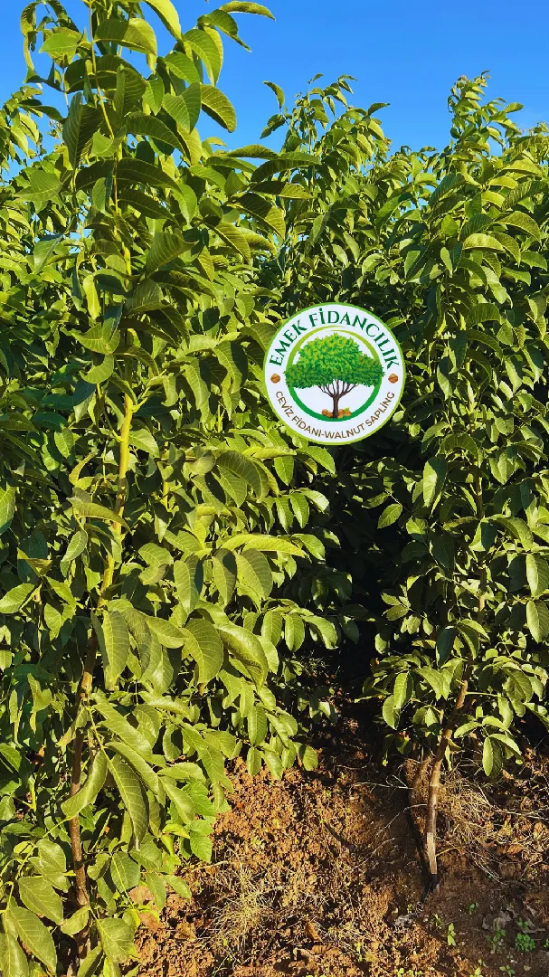 Badem Fidanı Üretimi